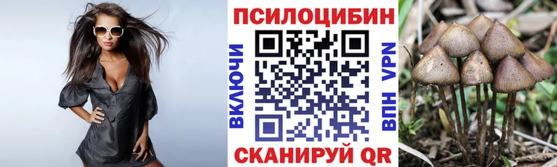 Галлюциногенные грибы Psilocybe  KRAKEN ссылки  Ессентуки 