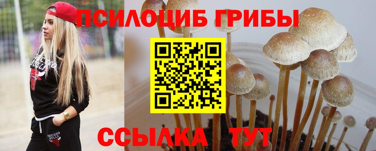 Псилоцибиновые грибы Psilocybe  Вход с VPN  Ессентуки 