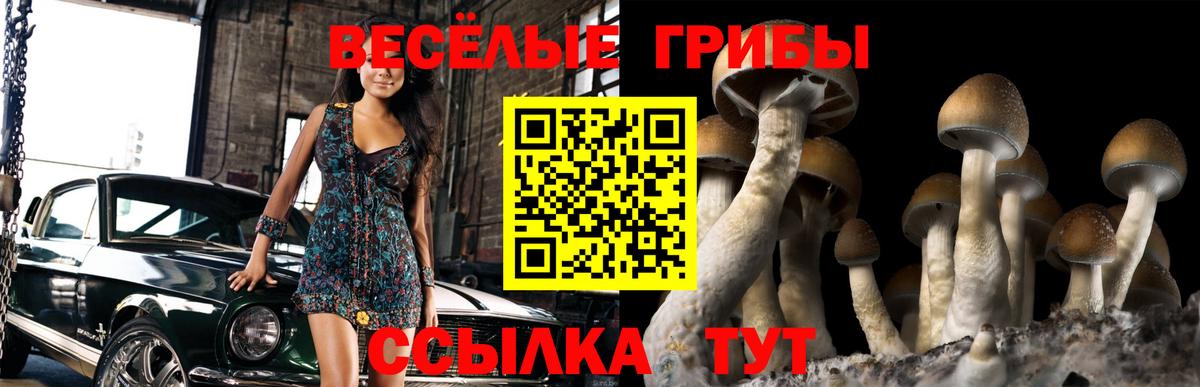 Псилоцибиновые грибы Cubensis Ессентуки